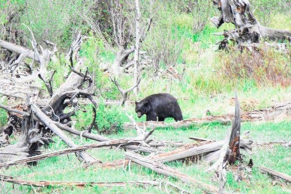 Yellowstone3 43 Photography Art | Photos By Regan