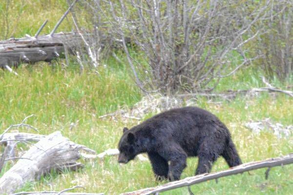 Yellowstone3 46 Photography Art | Photos By Regan