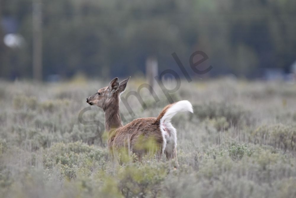 Yellowstone3 114 Photography Art | Photos By Regan