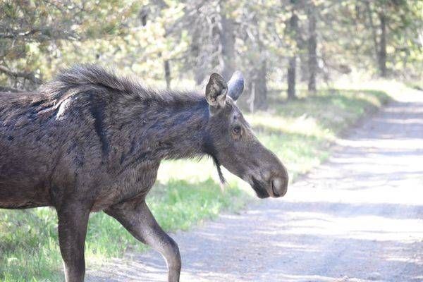 Yellowstone4 84 Photography Art | Photos By Regan
