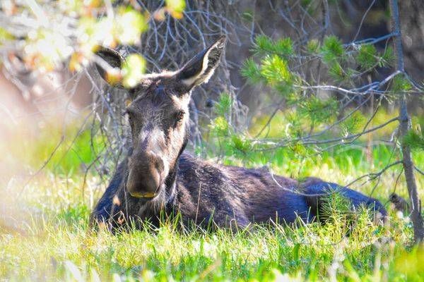 Yellowstone4 167 Photography Art | Photos By Regan