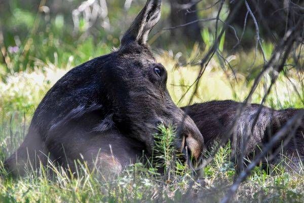 Yellowstone4 143 Photography Art | Photos By Regan