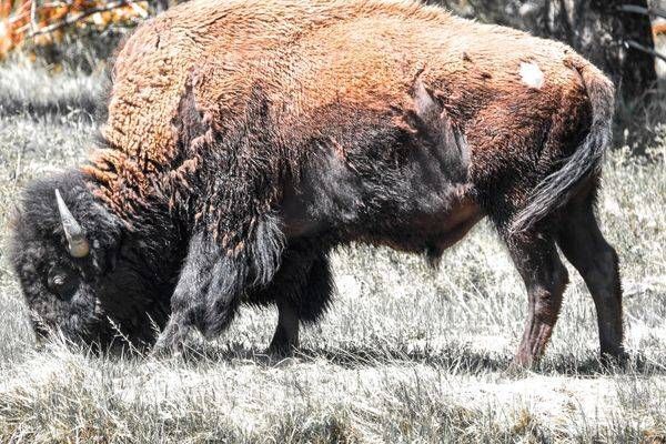 Yellowstone1 47 Photography Art | Photos By Regan