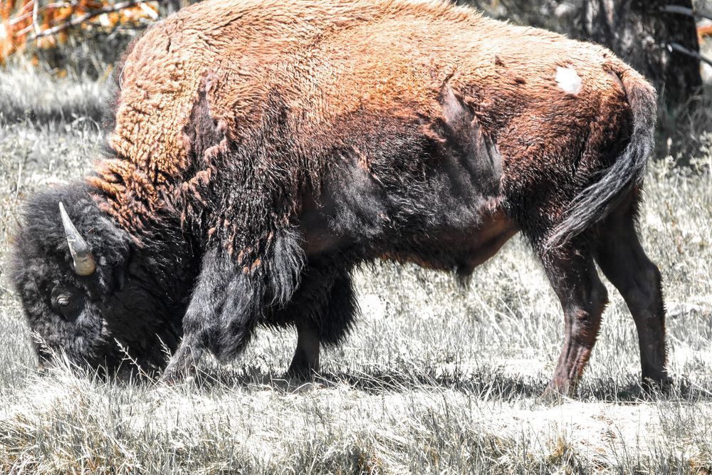 Yellowstone1 47 Photography Art | Photos By Regan
