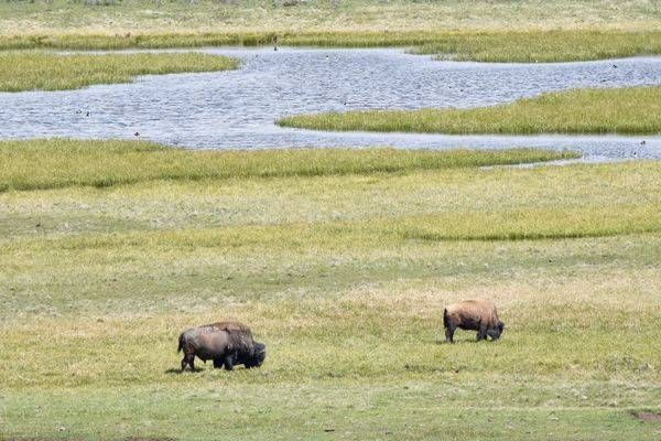 Yellowstone1 2 Photography Art | Photos By Regan