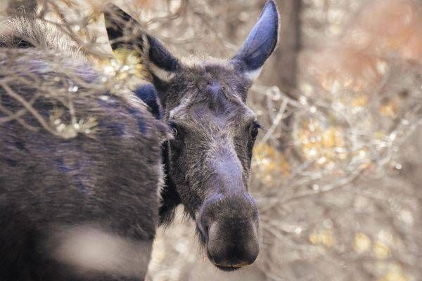 Yellowstone4 98 Photography Art | Photos By Regan