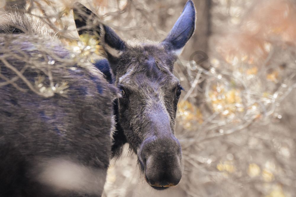 Yellowstone4 98 Photography Art | Photos By Regan