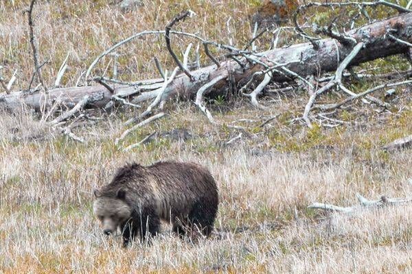 Yellowstone3 53 Photography Art | Photos By Regan