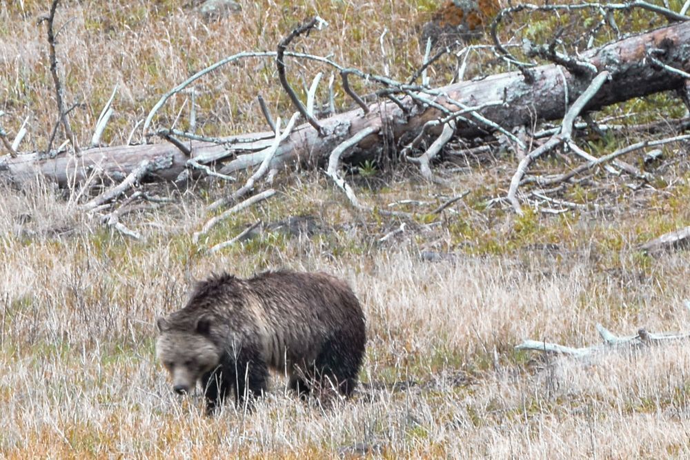 Yellowstone3 53 Photography Art | Photos By Regan