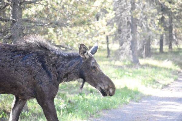 Yellowstone4 86 Photography Art | Photos By Regan