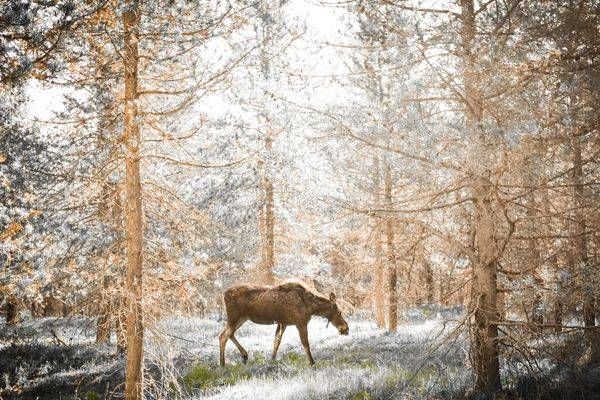 Yellowstone4 94 Photography Art | Photos By Regan