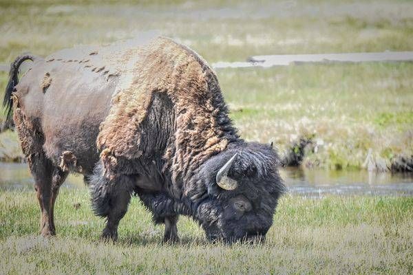 Yellowstone4 56 Photography Art | Photos By Regan