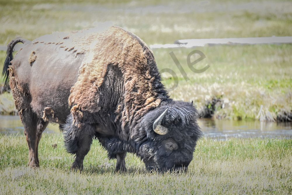 Yellowstone4 56 Photography Art | Photos By Regan