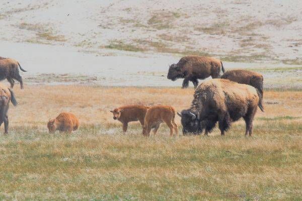 Yellowstone4 7 Photography Art | Photos By Regan