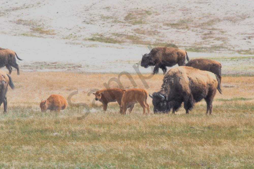 Yellowstone4 7 Photography Art | Photos By Regan