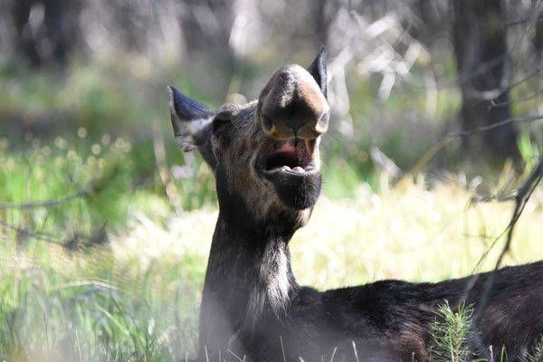 Yellowstone4 137 Photography Art | Photos By Regan