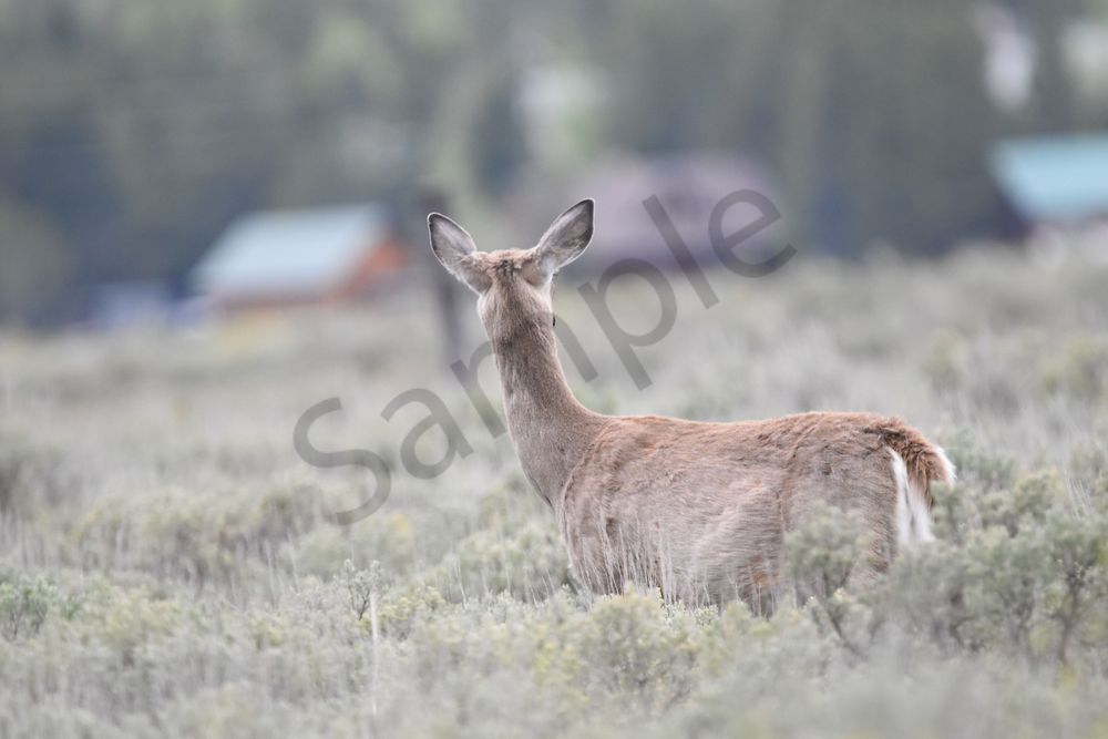 Yellowstone3 119 Photography Art | Photos By Regan