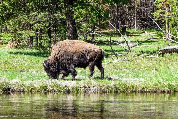Yellowstone1 48 Photography Art | Photos By Regan