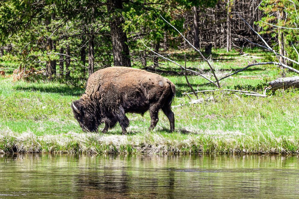 Yellowstone1 48 Photography Art | Photos By Regan