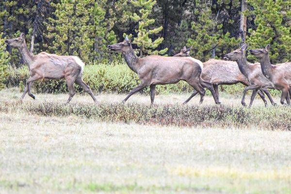 Yellowstone3 10 Photography Art | Photos By Regan
