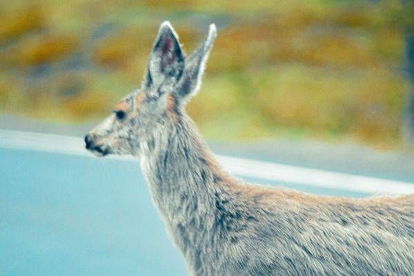 Yellowstone3 8 Photography Art | Photos By Regan