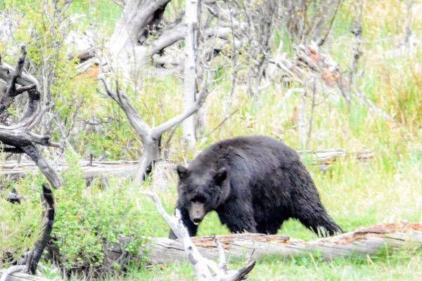 Yellowstone3 41 Photography Art | Photos By Regan