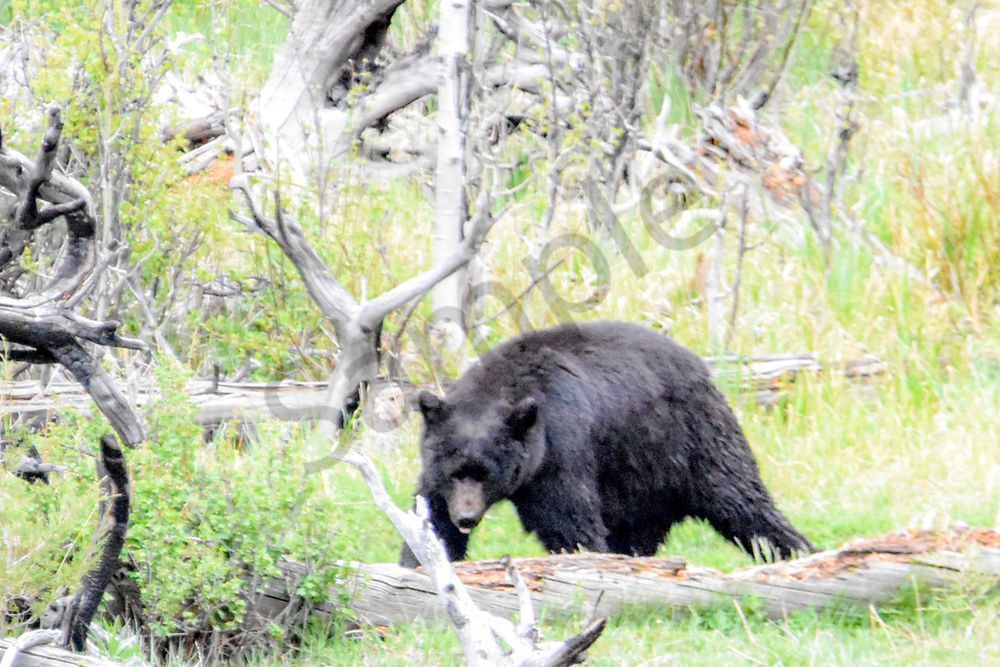 Yellowstone3 41 Photography Art | Photos By Regan