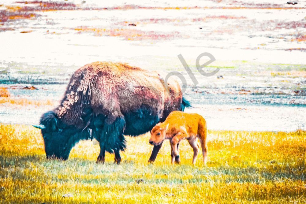 Yellowstone4 12 Photography Art | Photos By Regan