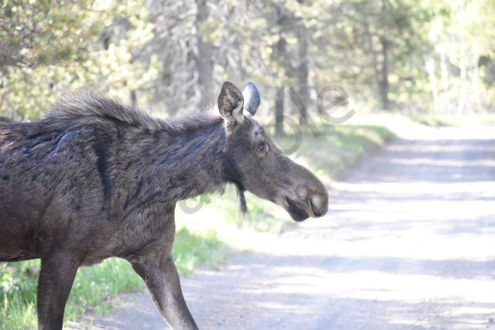 Yellowstone4 83 Photography Art | Photos By Regan