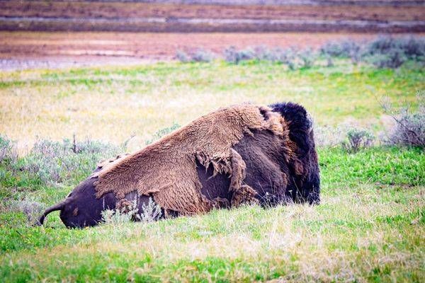 Yellowstone1 4 Photography Art | Photos By Regan