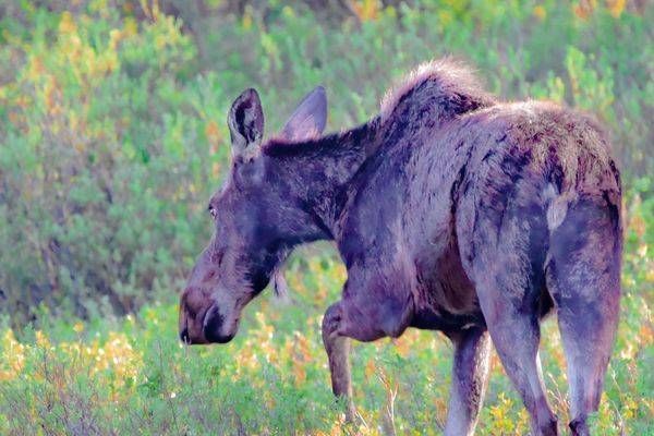 Yellowstone2 20 Photography Art | Photos By Regan