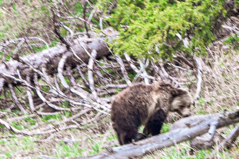 Yellowstone3 55 Photography Art | Photos By Regan