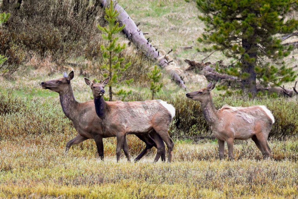 Yellowstone3 17 Photography Art | Photos By Regan