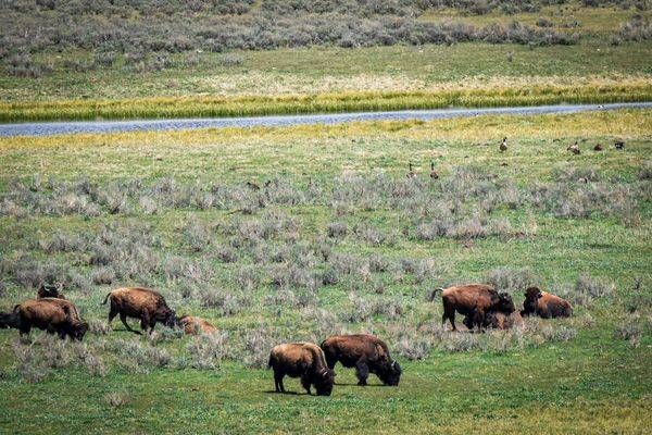 Yellowstone1 1 Photography Art | Photos By Regan