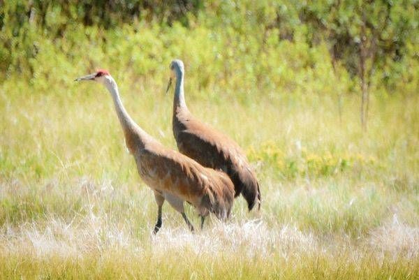 Yellowstone5 9 Photography Art | Photos By Regan