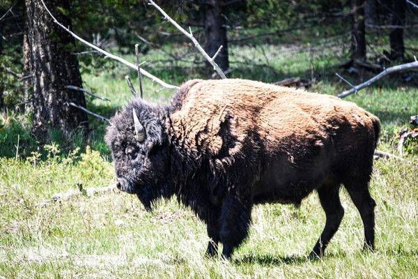 Yellowstone1 49 Photography Art | Photos By Regan