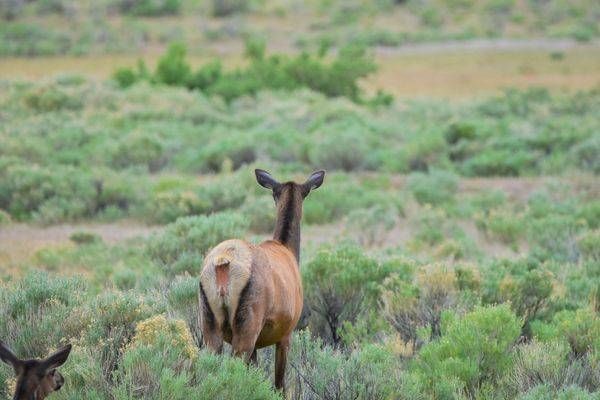 Yellowstone3 71 Photography Art | Photos By Regan