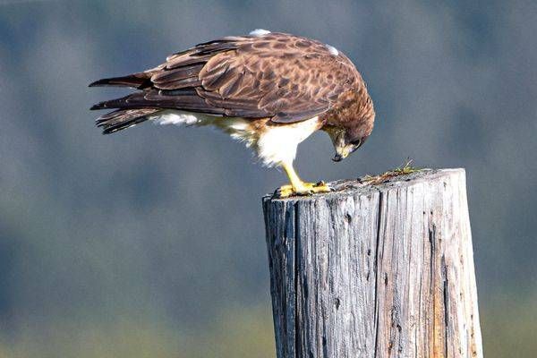 Yellowstone2 25 Photography Art | Photos By Regan