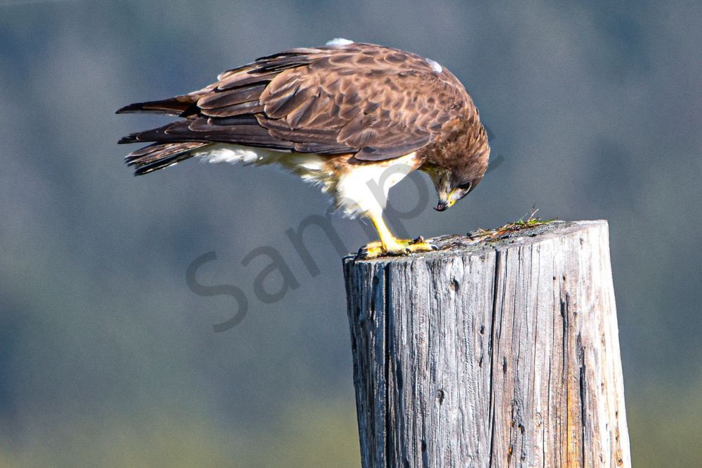 Yellowstone2 25 Photography Art | Photos By Regan