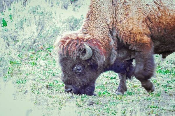 Yellowstone3 37 Photography Art | Photos By Regan