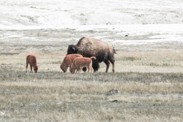 Yellowstone4 16 Photography Art | Photos By Regan