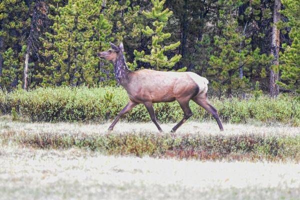 Yellowstone3 15 Photography Art | Photos By Regan