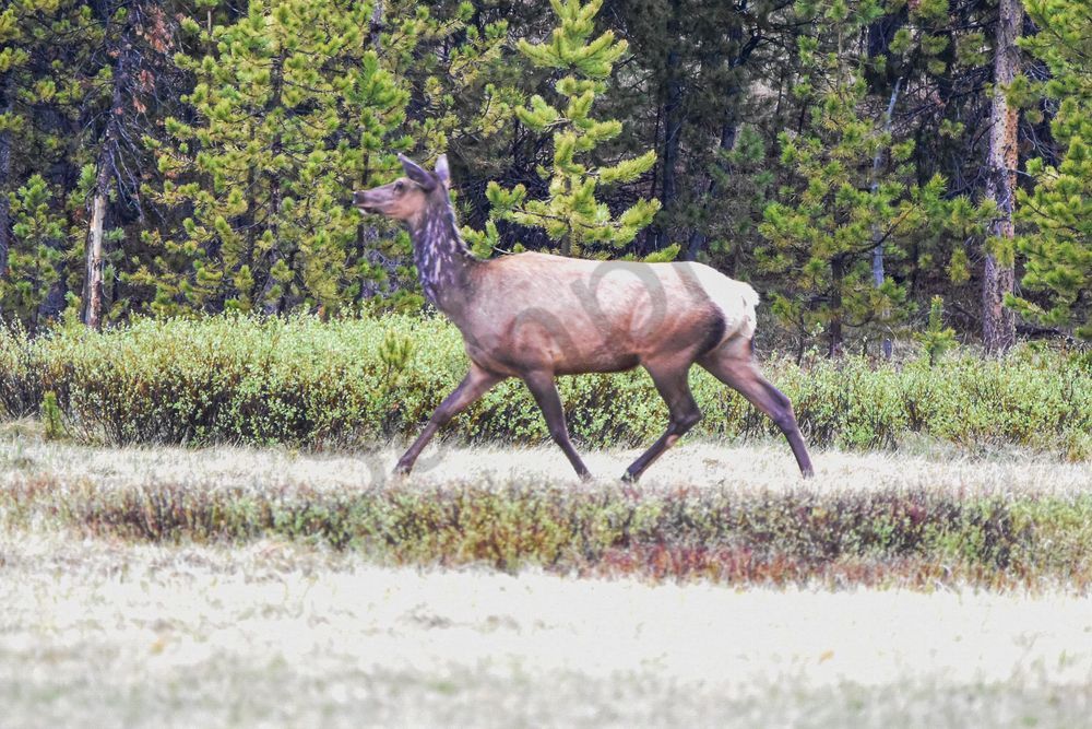 Yellowstone3 15 Photography Art | Photos By Regan