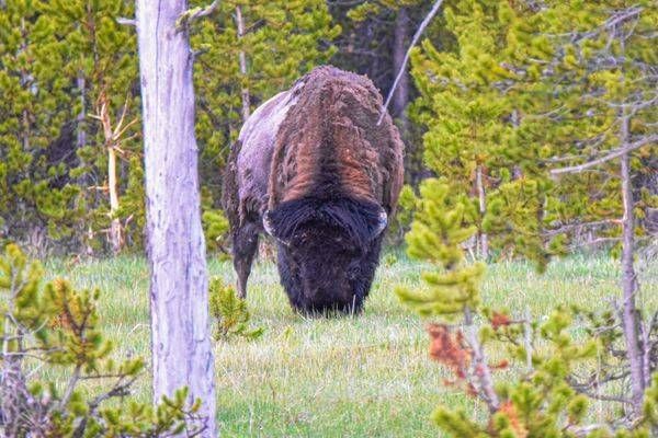 Yellowstone3 2 Photography Art | Photos By Regan
