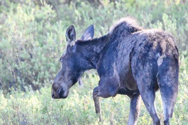 Yellowstone2 21 Photography Art | Photos By Regan