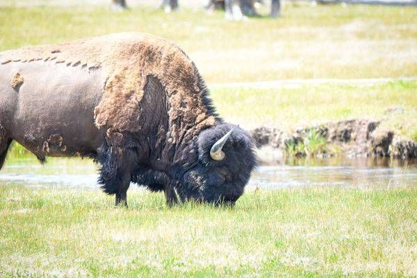 Yellowstone4 58 Photography Art | Photos By Regan