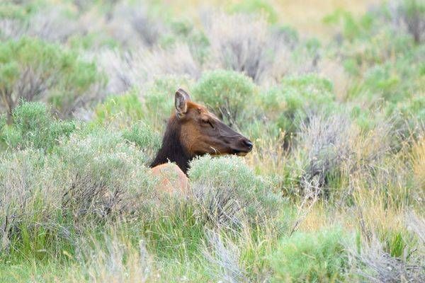 Yellowstone3 81 Photography Art | Photos By Regan