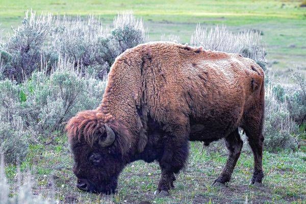 Yellowstone3 35 Photography Art | Photos By Regan