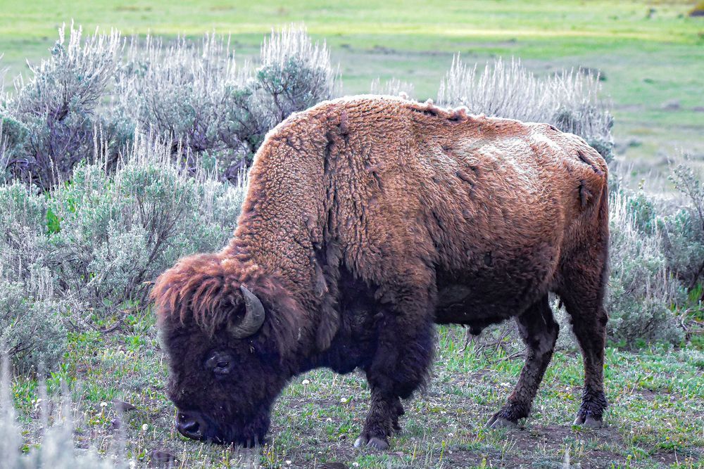 Yellowstone3 35 Photography Art | Photos By Regan