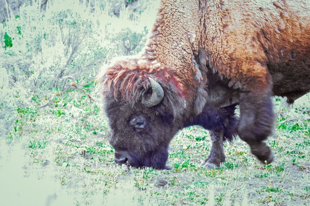 Yellowstone3 37 Photography Art | Photos By Regan